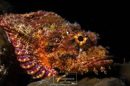 2012 PHILIPPINES - Moalboal
Scorpion 2012 PHILIPPINES - Moalboal
Scorpion